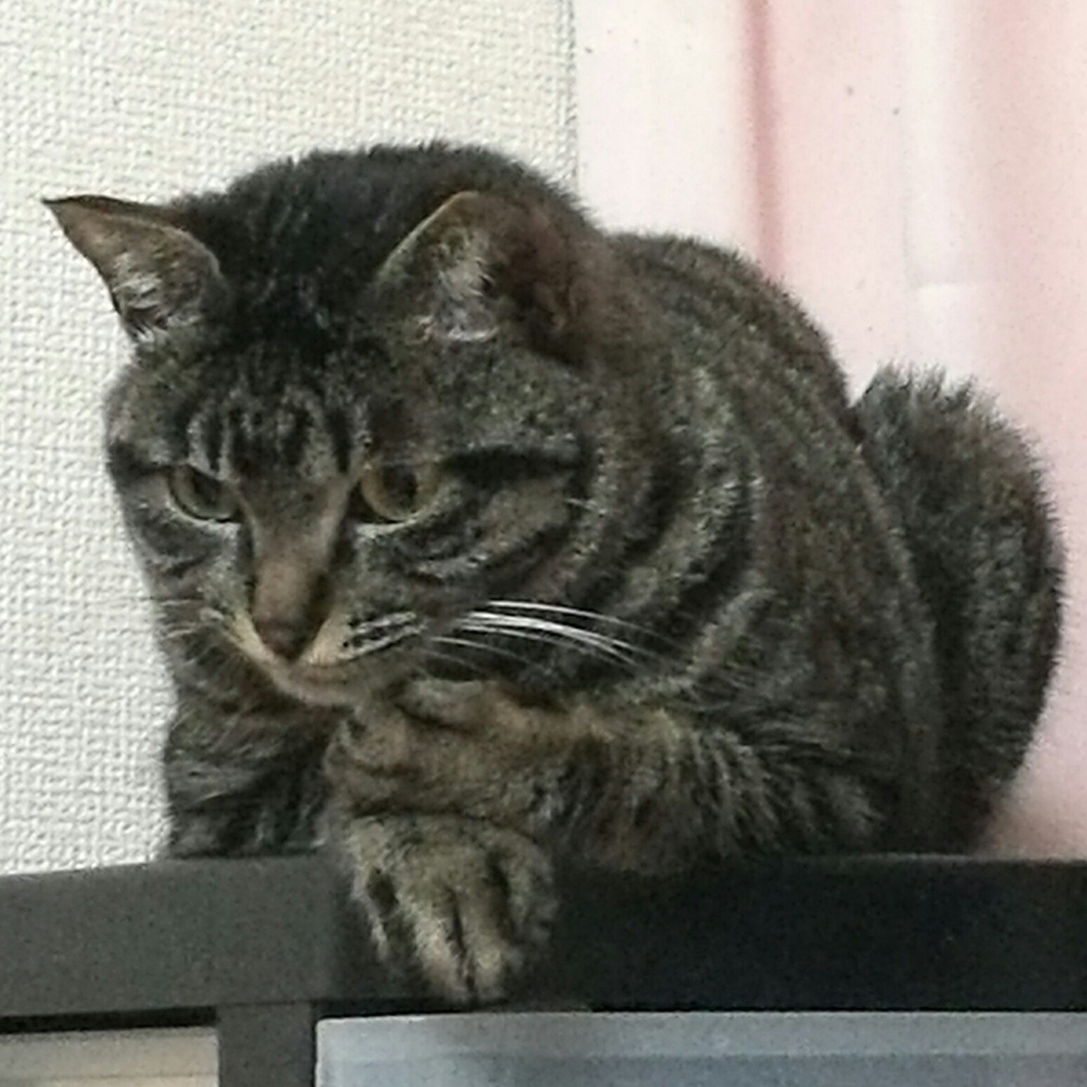 たちも