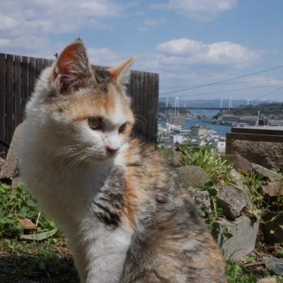 白鷺