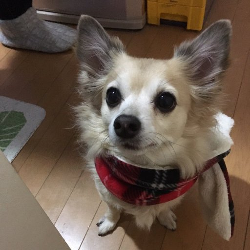 tadashi_t