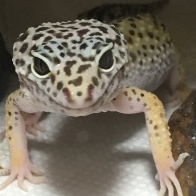 西瓜ニシウリ ドクペ坊や