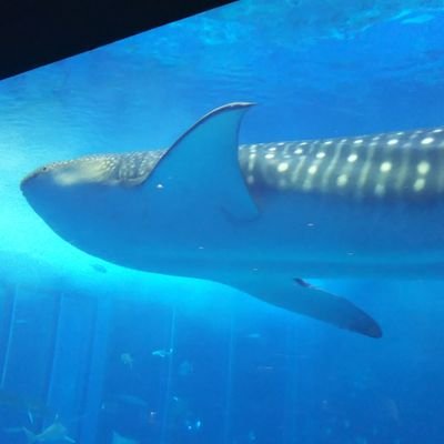 きゃりー