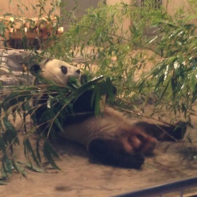 ぱんだ