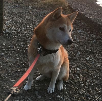 立ち耳巻き尾