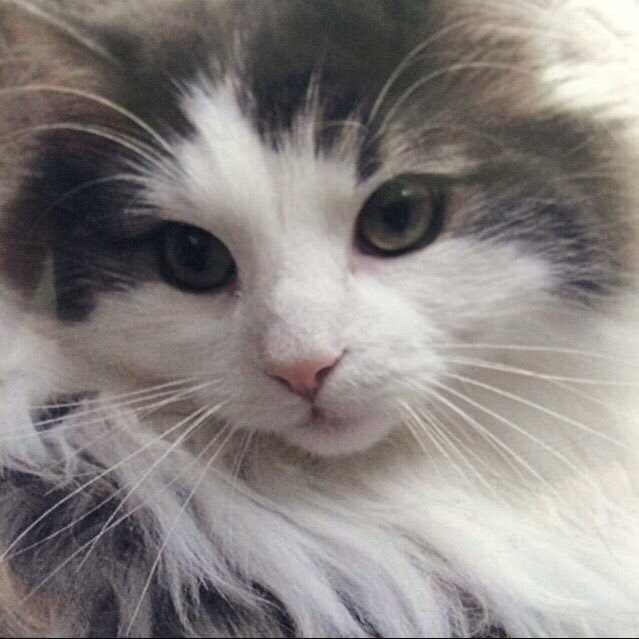 はすお