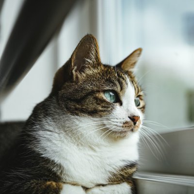 めいそう