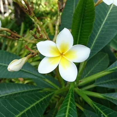 無害な変態