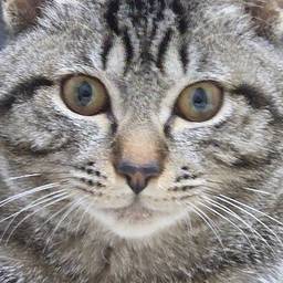 きうい