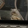 ひなた