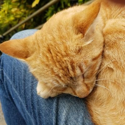 CAT♂(オスネコ)@テーブルゲーム、音ゲーとかᓚᘏᗢ