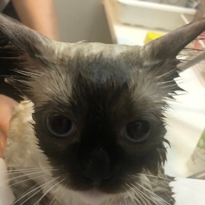 シュバ