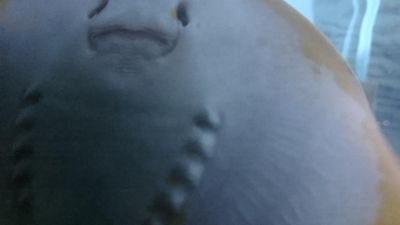 たか