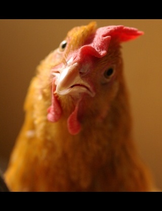 Great☆Chicken