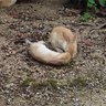 ひよこまめ