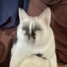 にがりチャ