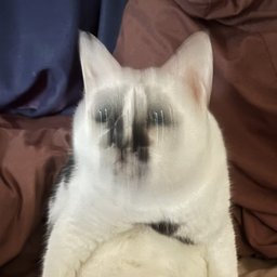 にがりチャ