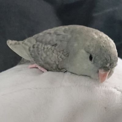 ぺっぱー