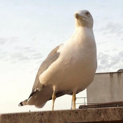 よめいち