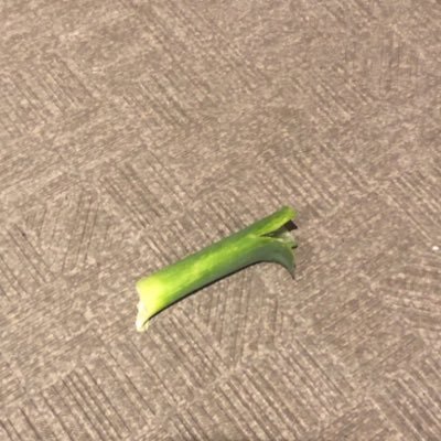 ねぎ