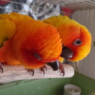 玄鳥