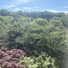 白緒