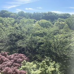 白緒