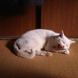 SWEETY