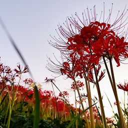 7つ葉クローバー