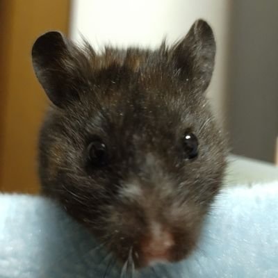 にゃも。