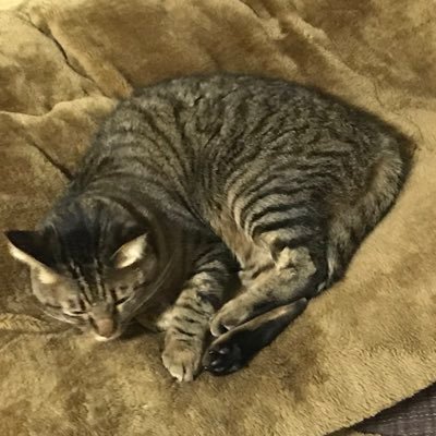 猫(睡要性)