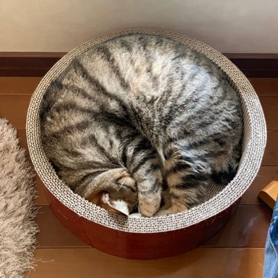 とら