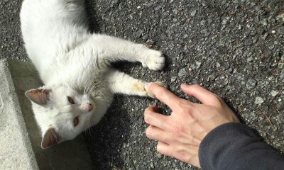 犬も猫も好き