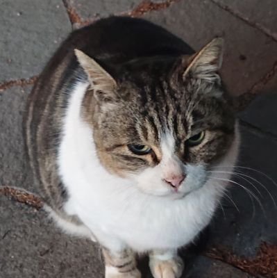 にたまご