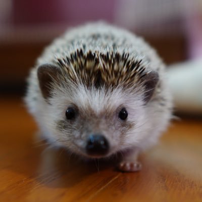 浅ミンゴス