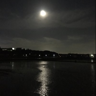 カタバミ