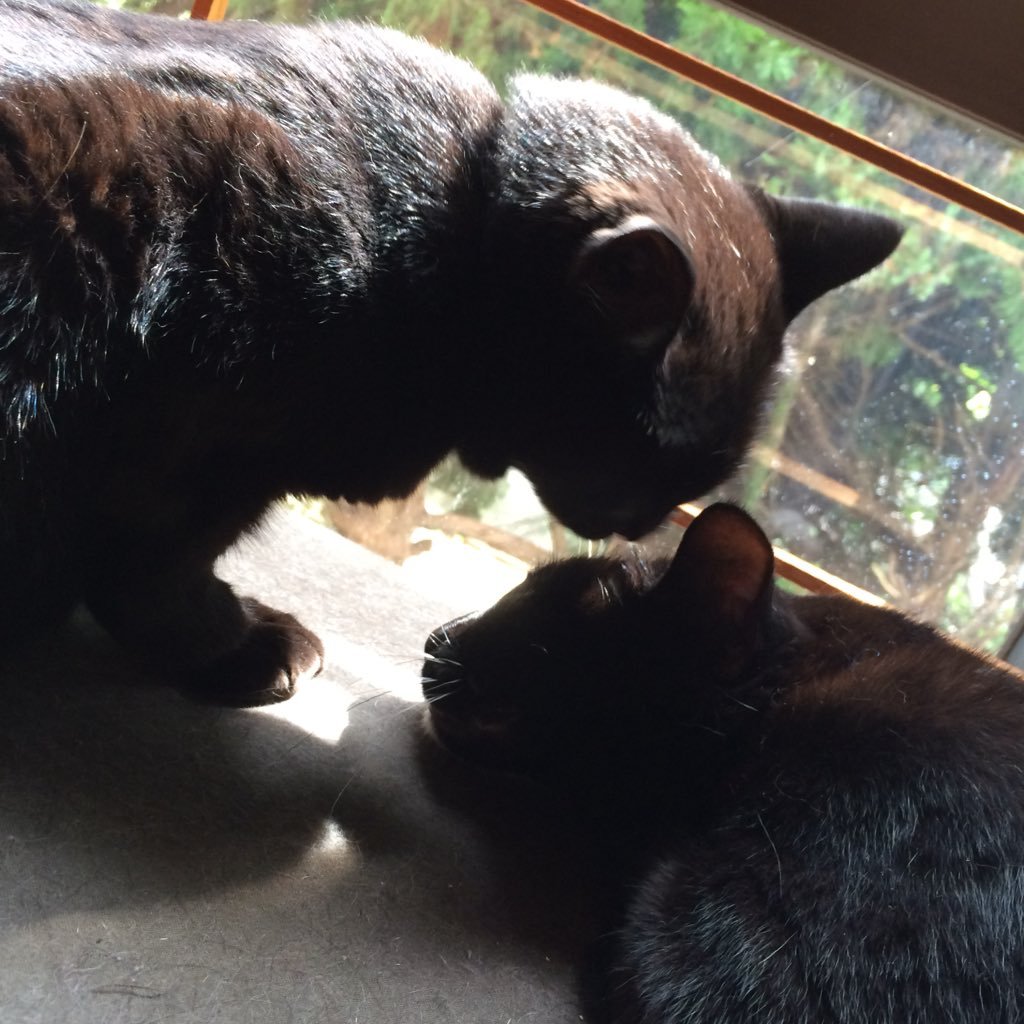黒猫クロ