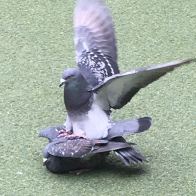 クロナミ